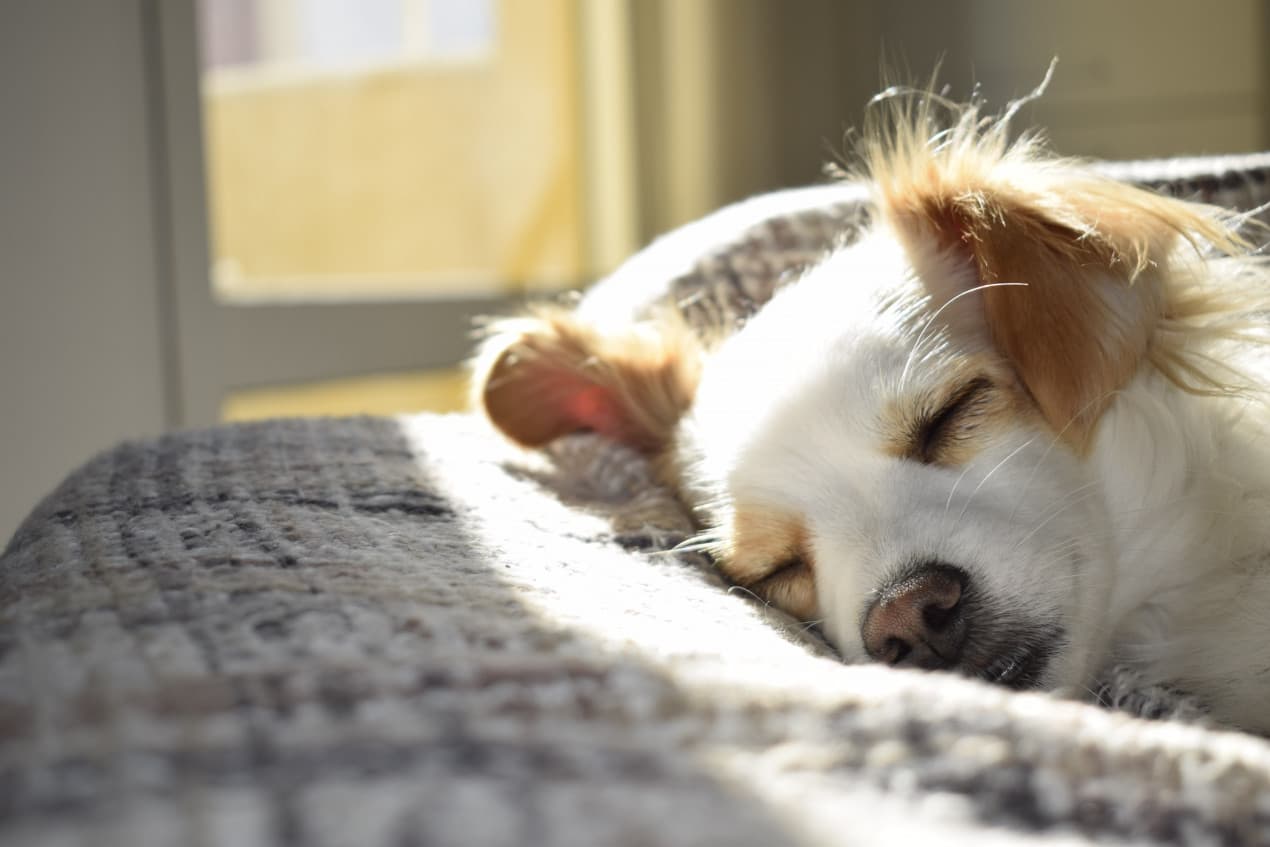 Peritonitis in dogs hero