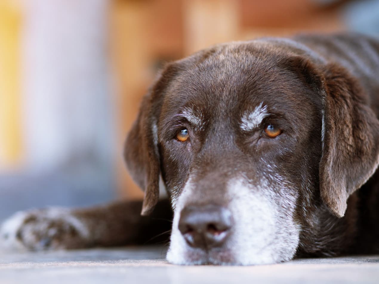 Cushing's disease in dogs – hero