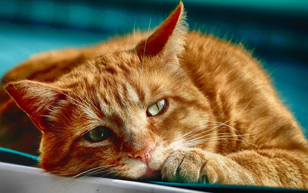 cat-4227961_1920-1270x798