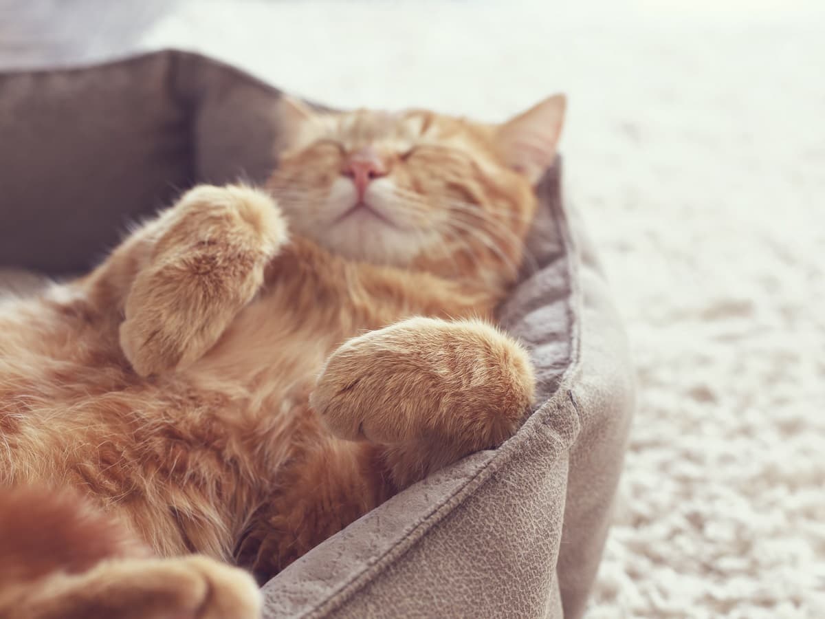 ginger_cat_sleeping