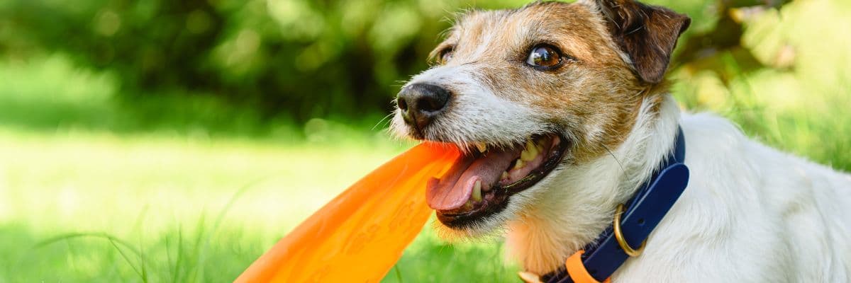jack_russell_banner