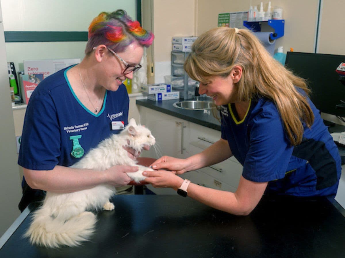 Celebrating five years of lifesaving care at Vets Now… – hero