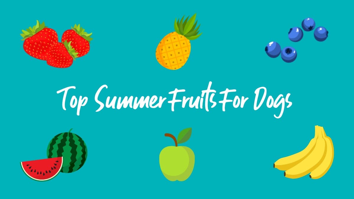 Top fruits & veggies for your dog this summer – hero