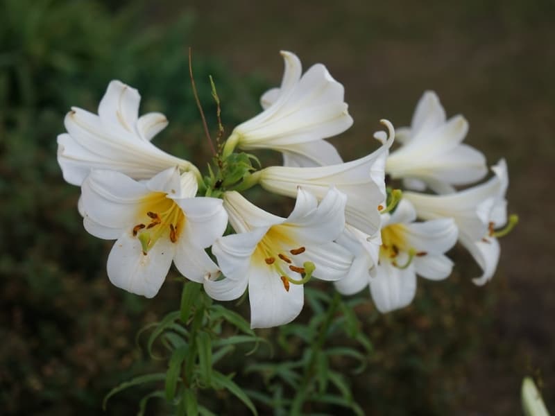 Lily-Blossoms