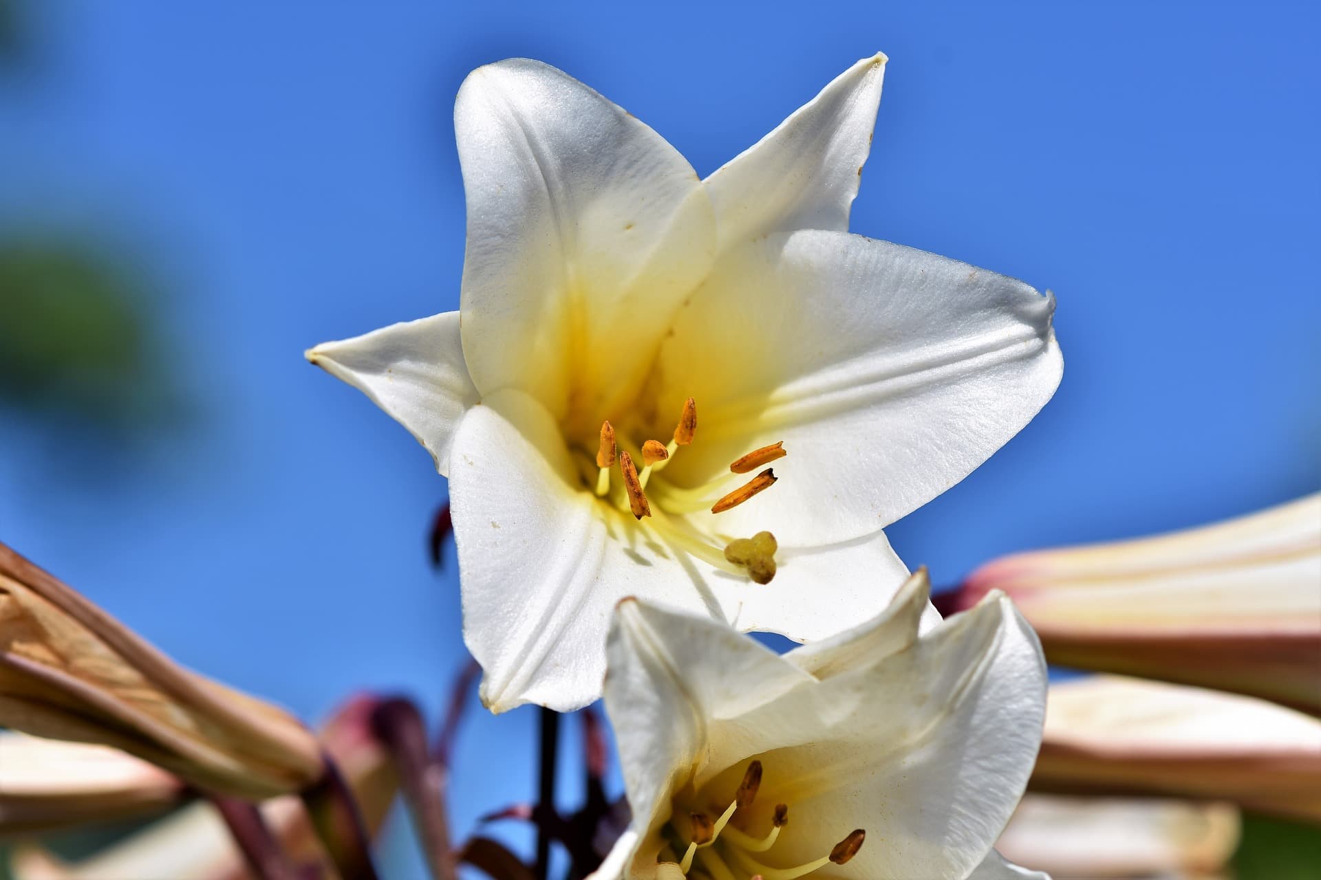 Lily - toxic plants