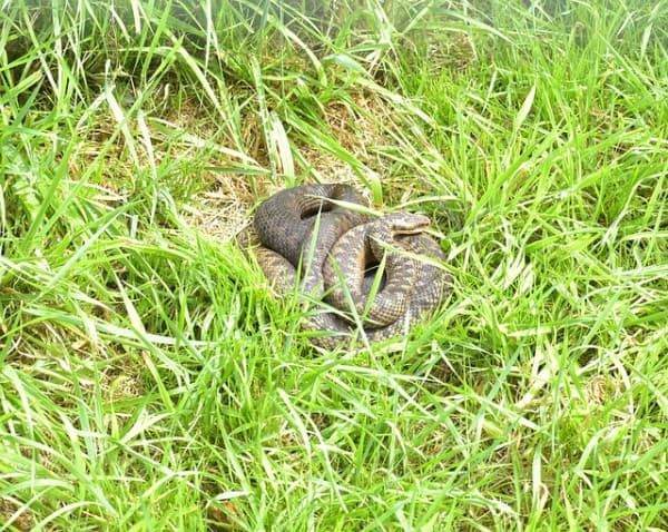 Adder bites dogs - featured