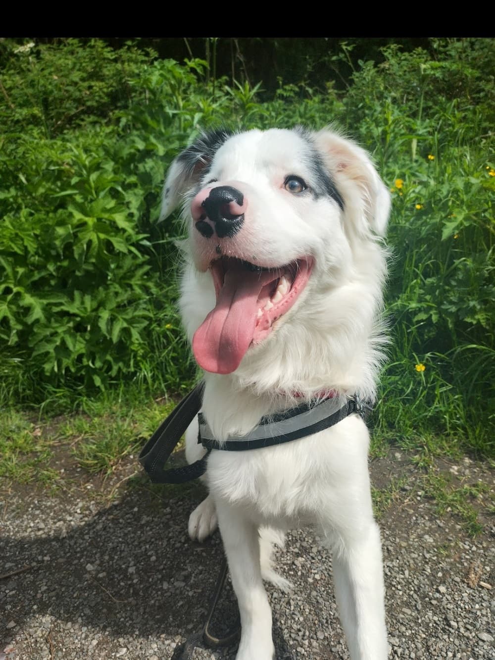 Maverick’s ordeal: Dog ate a chicken skewer and survived – body