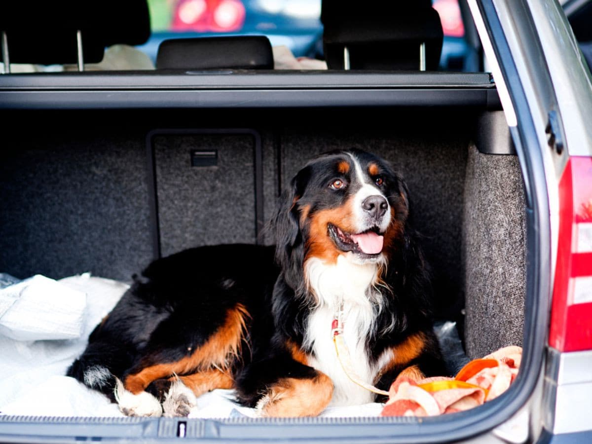 Bernese mountain dog in a car boot