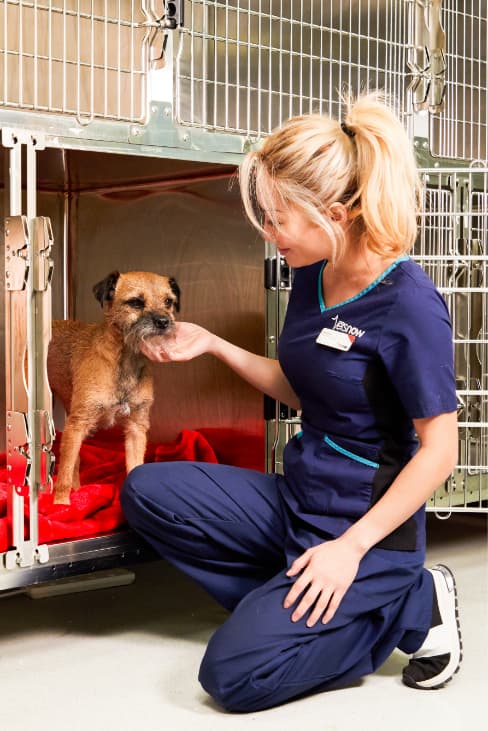 dog kennel