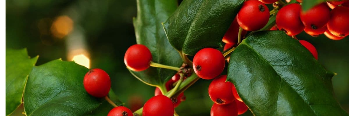 Holly_branch_with_red_berries