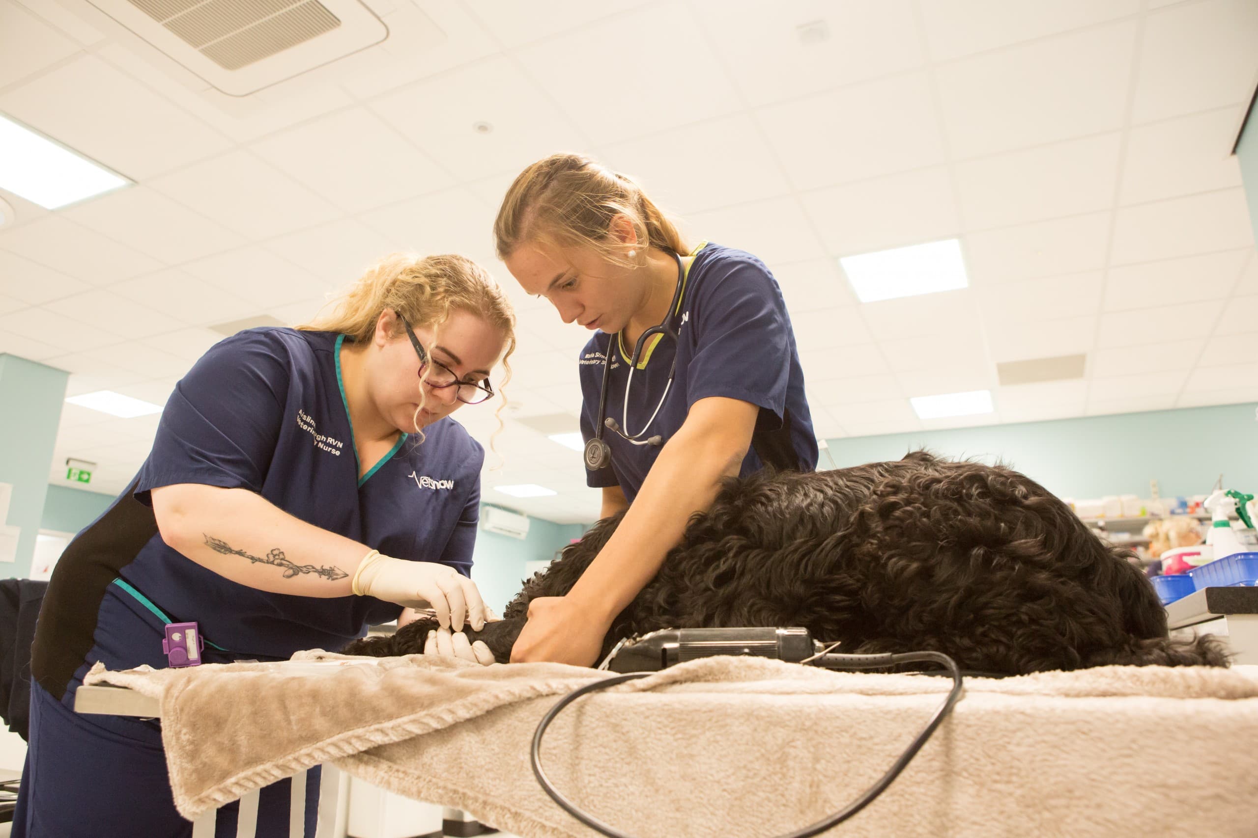 Canine parvovirus (body image)