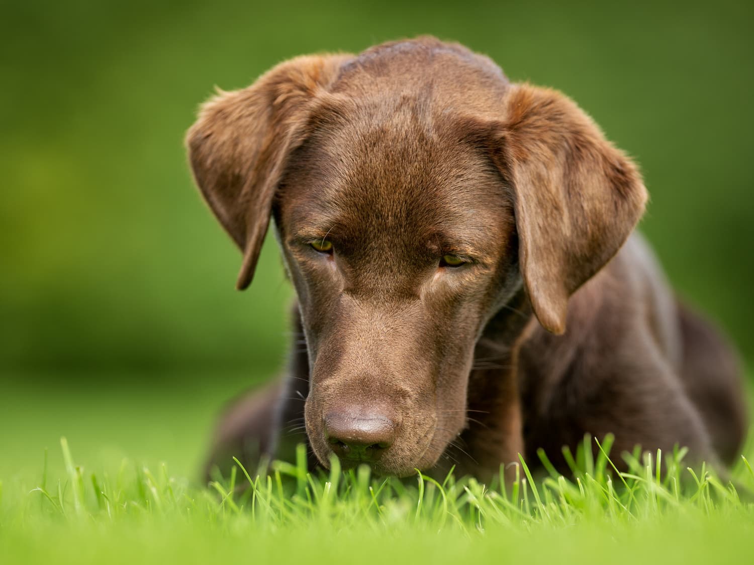 Sniffing-lab (2020/03)