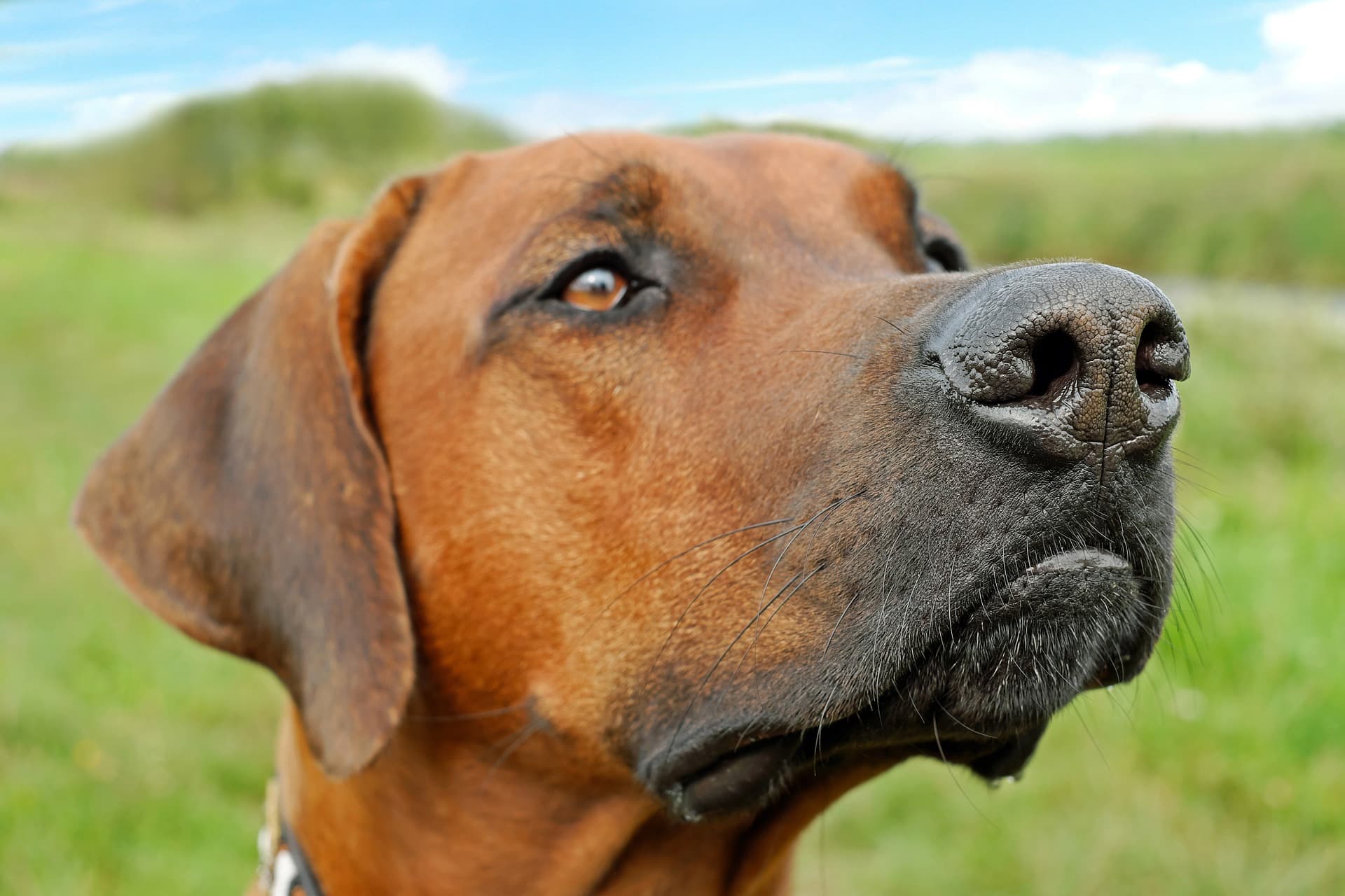 Dog bloat advice