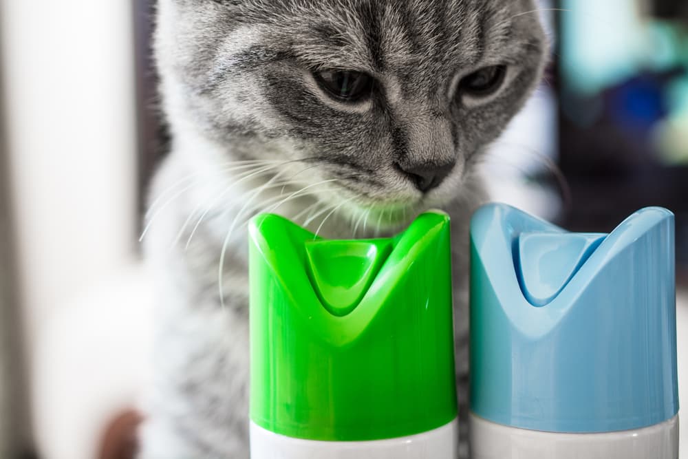 Cat-poisoning-dangers
