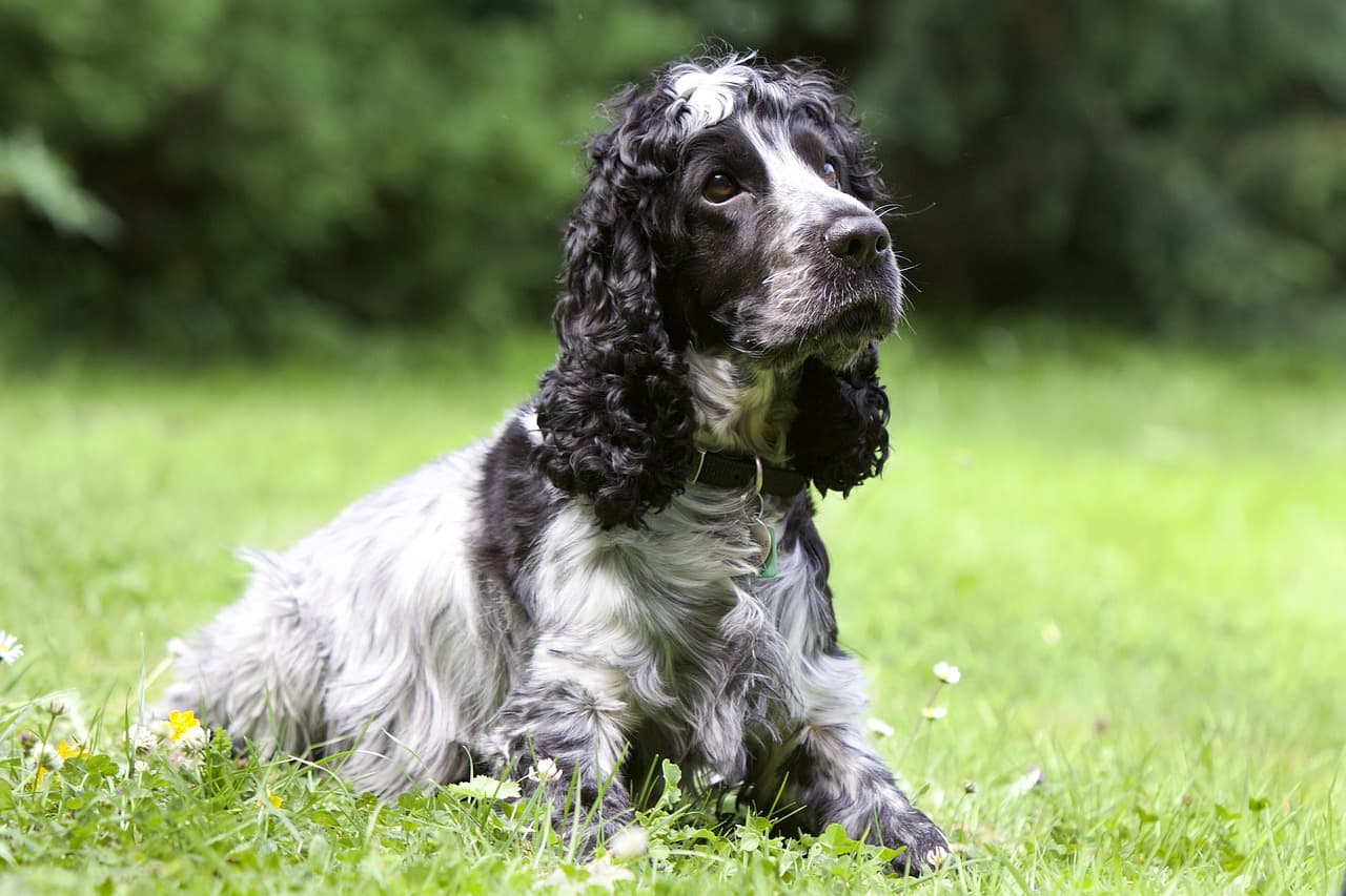Cocker spaniel posing for article on pancreatitis in dogs