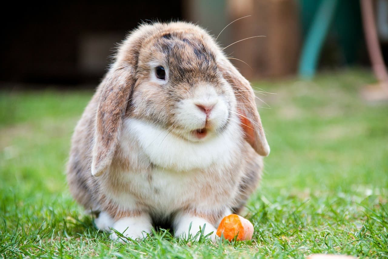 Rabbits-not-eating