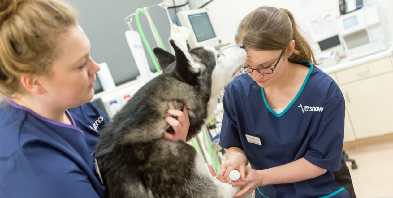 Lameness in dogs hero