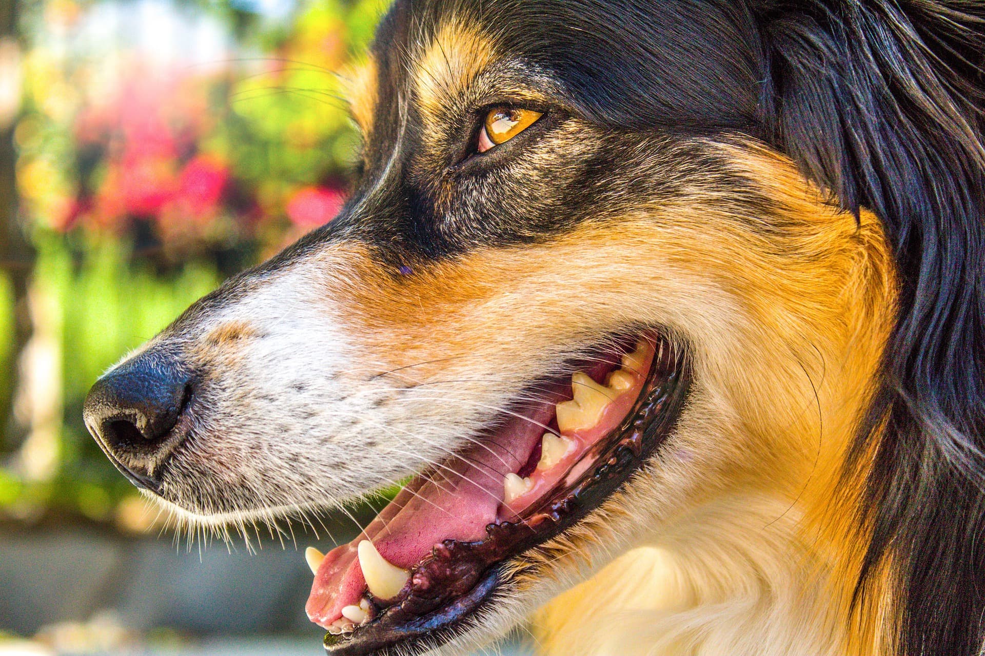 australian-shepherd-4236037_1920