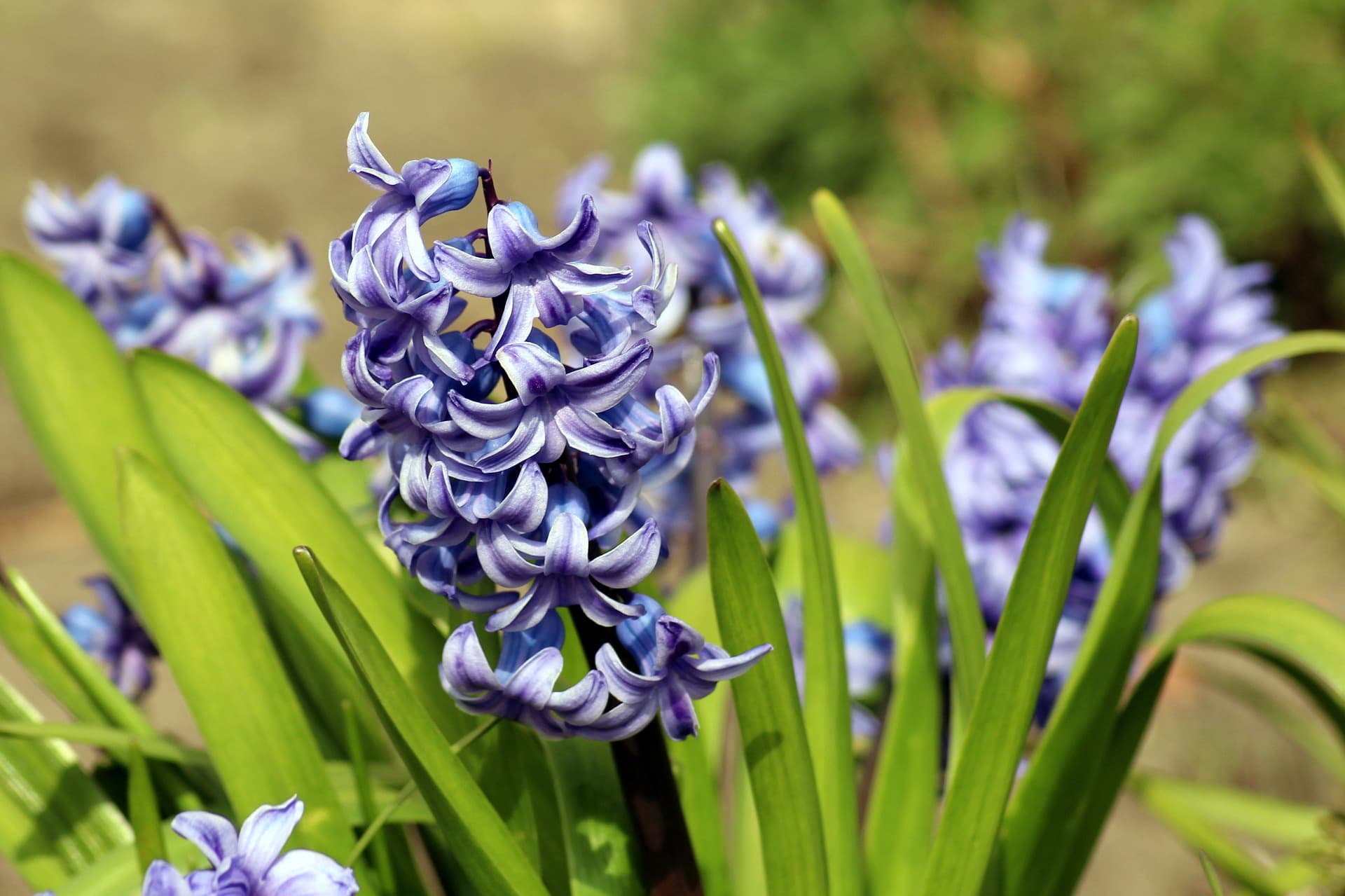 Hyacinth toxic plants