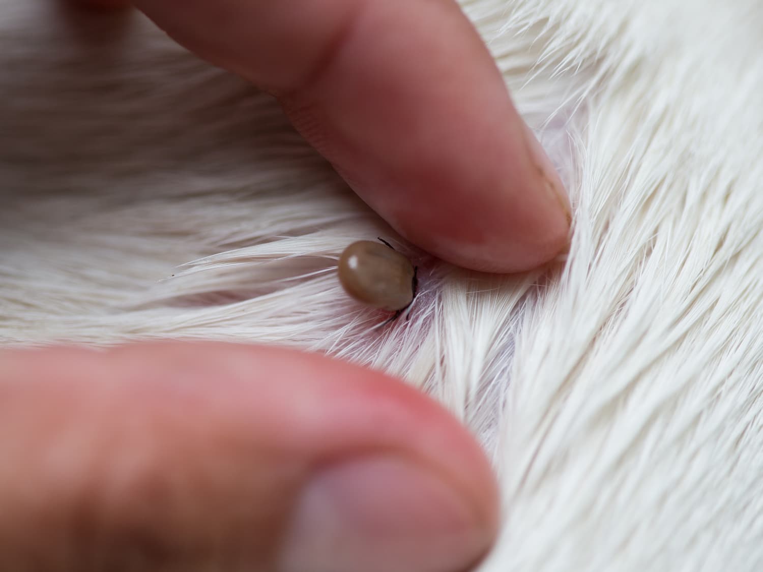 ticks-on-dogs