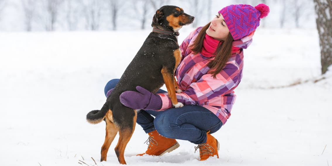 Blog is it safe to leave my dog in the car during the winter months