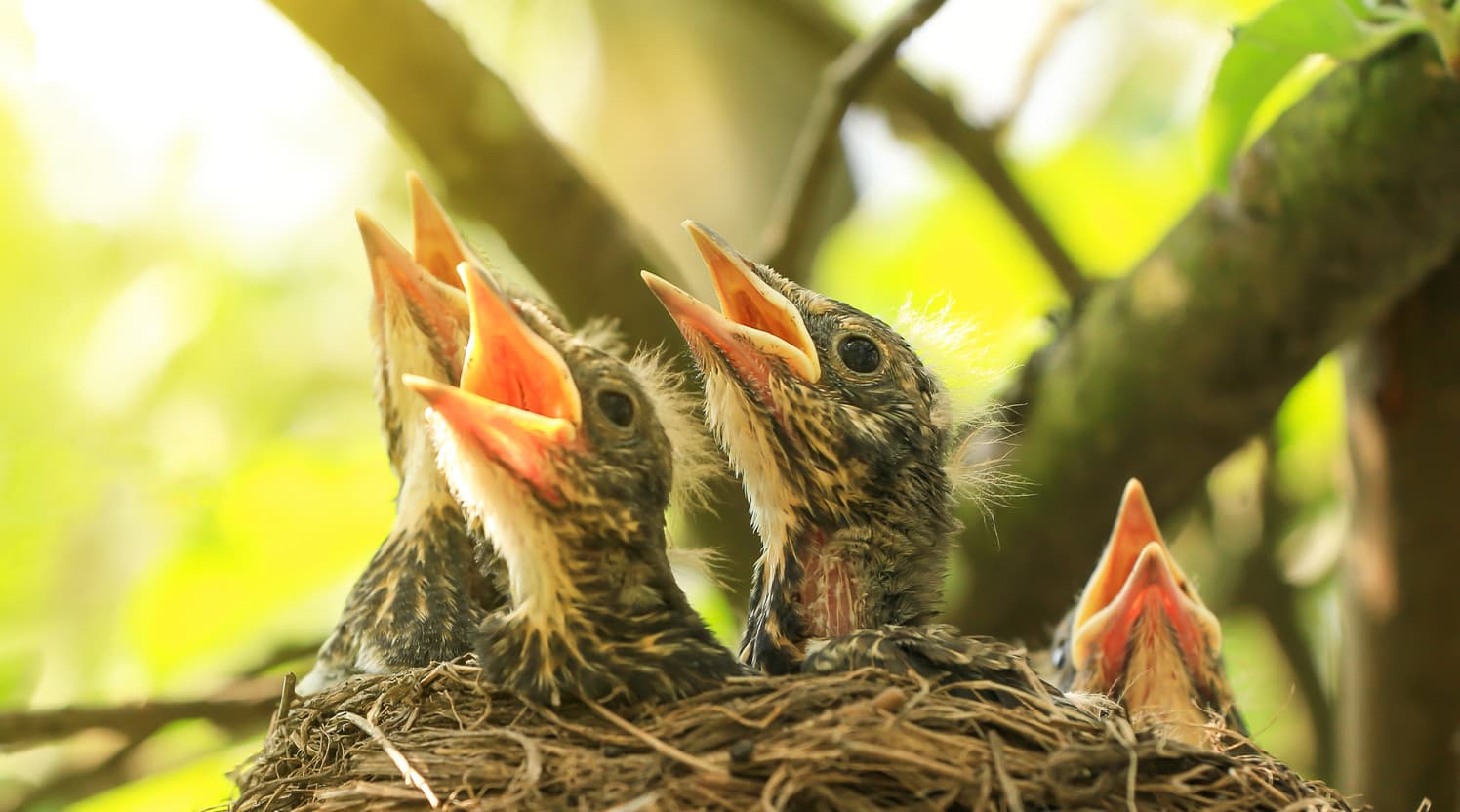 Four baby birds with open beaks in a nest