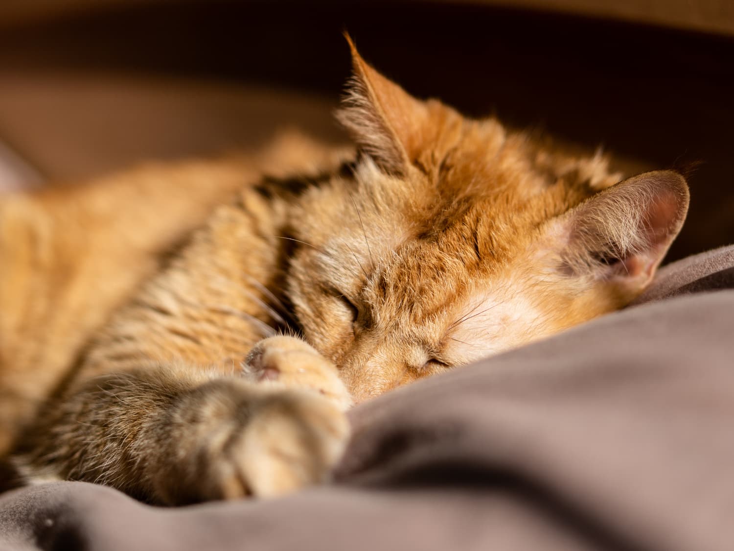 cat8 (kidney disease in cats)