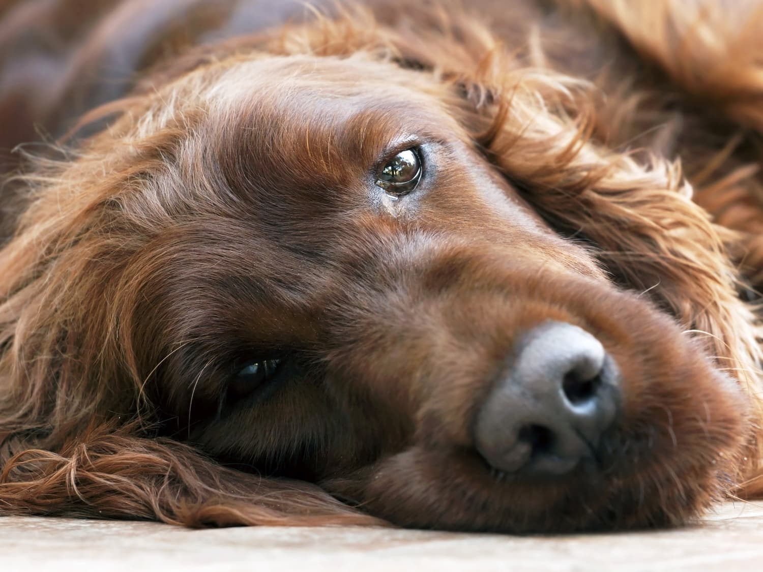 Red setter lying down