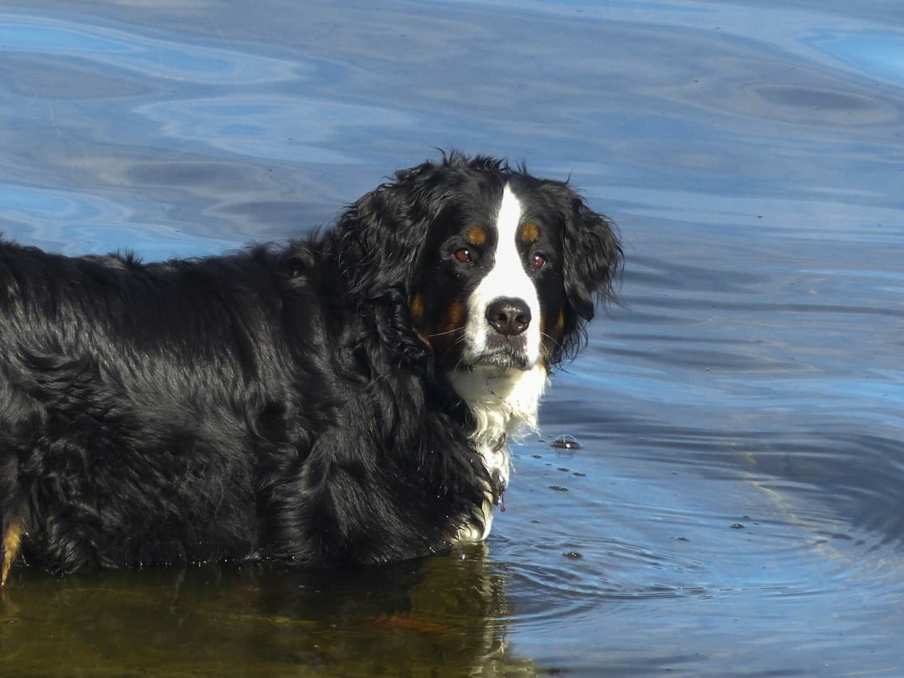 Bernese mountain dog