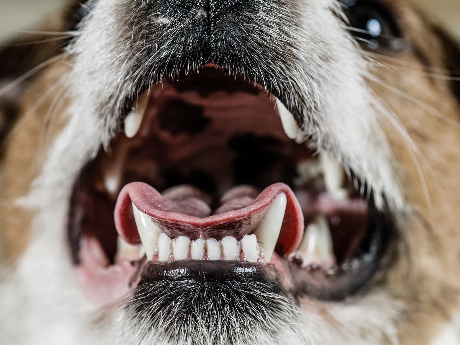 Dog pale gums