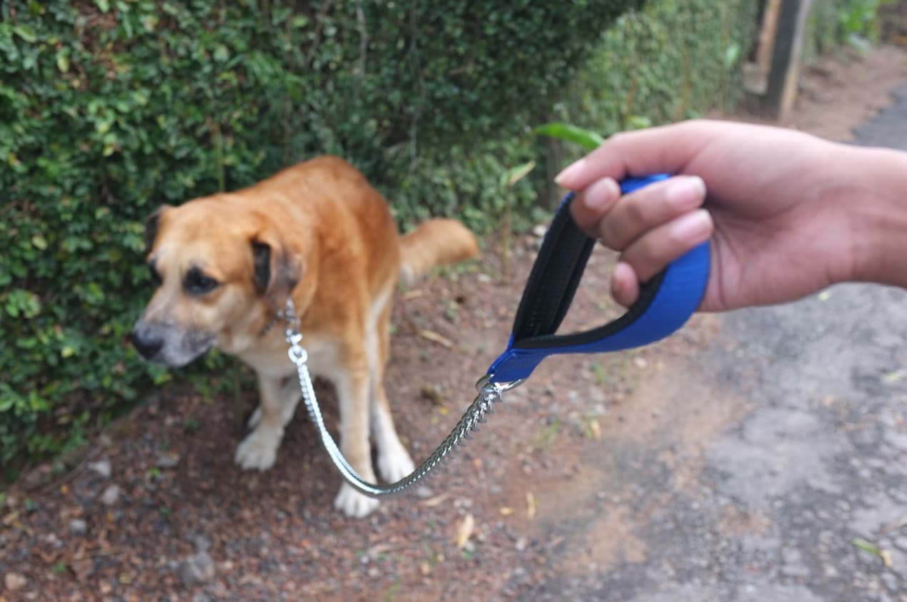 how-do-I-stop-my-dog-eating-poop-1270x844