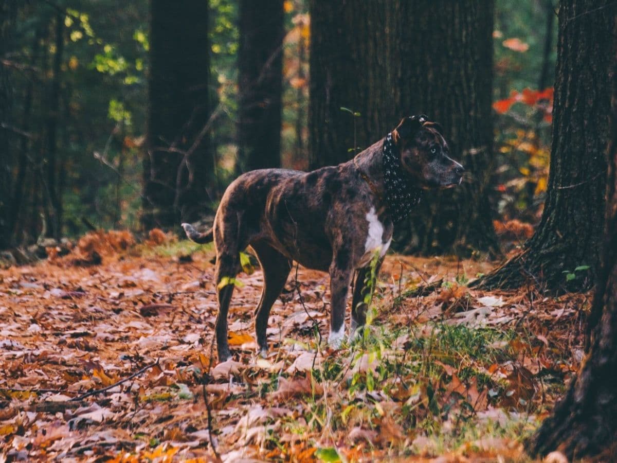 dog_woods_alabama_rot