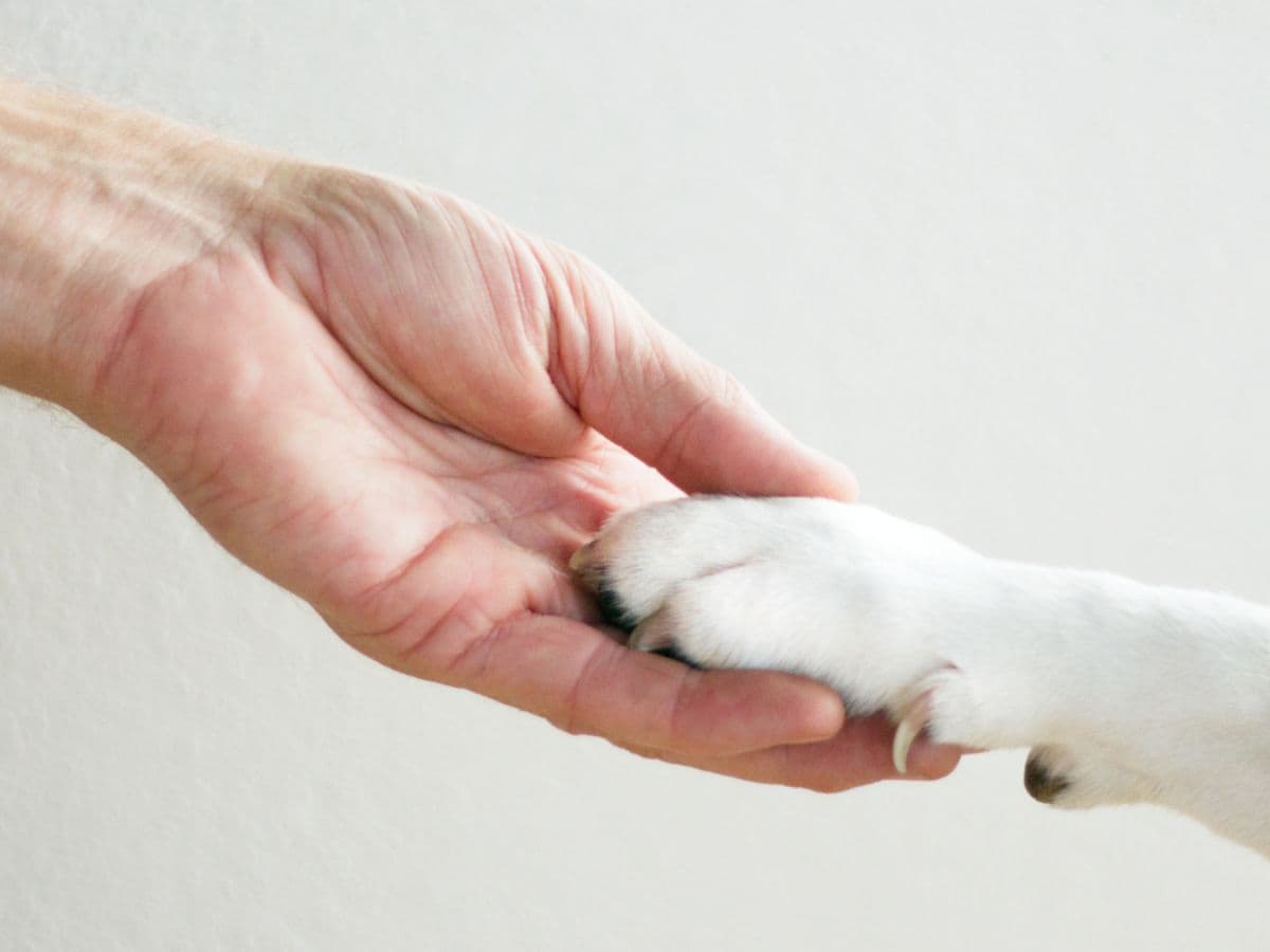 dog-human-hand-paw-contact