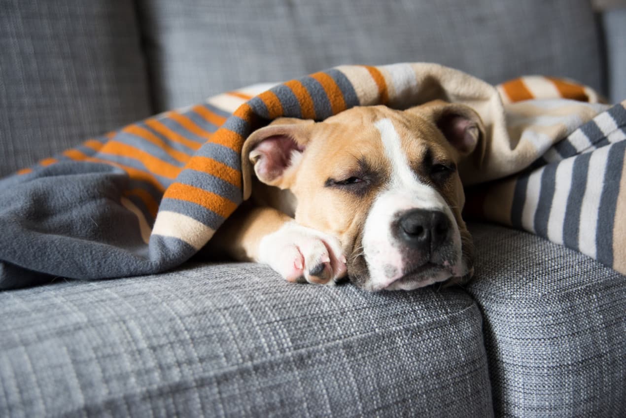 AHDS in dogs - featured