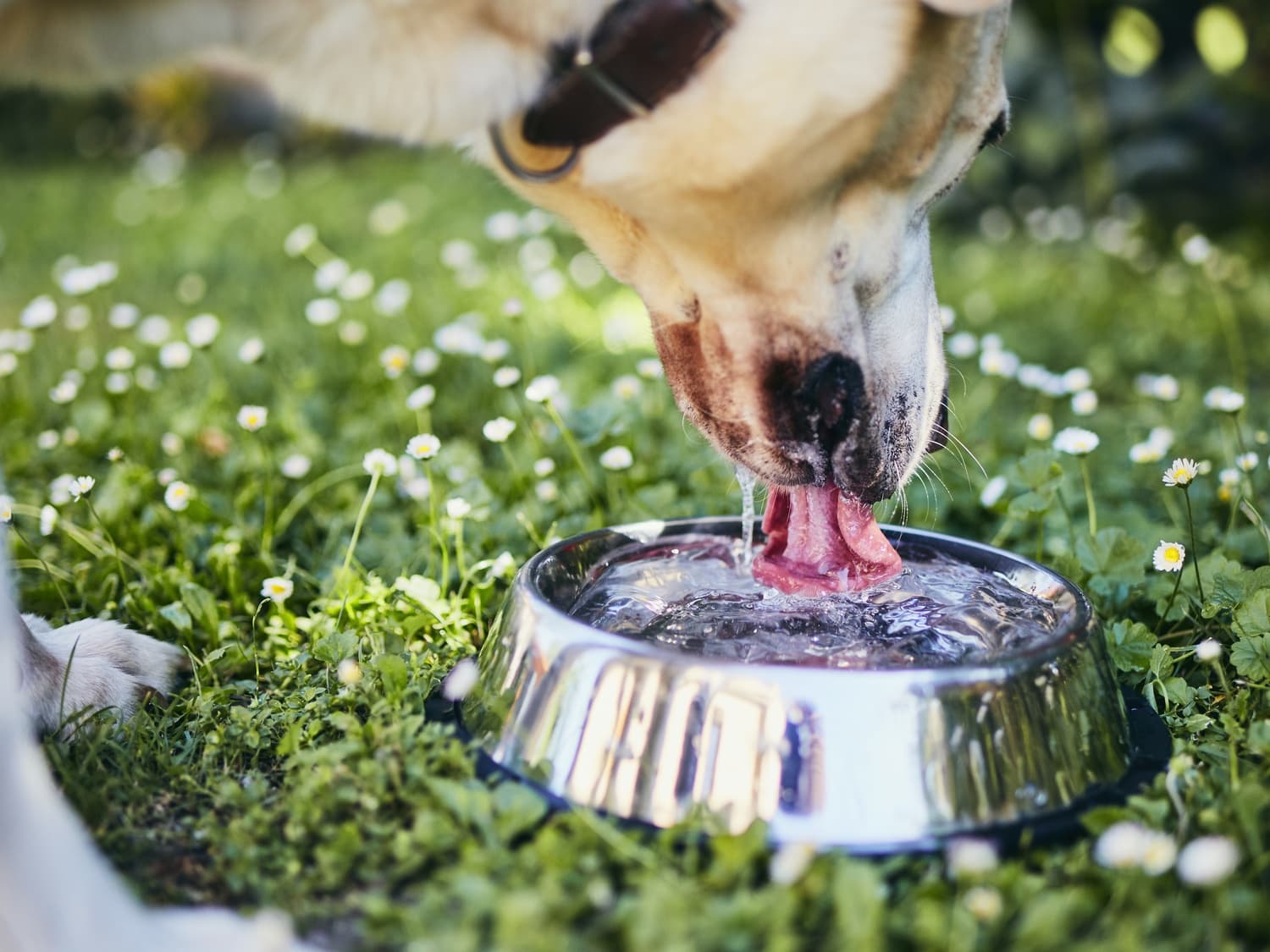 Dehydrated dog