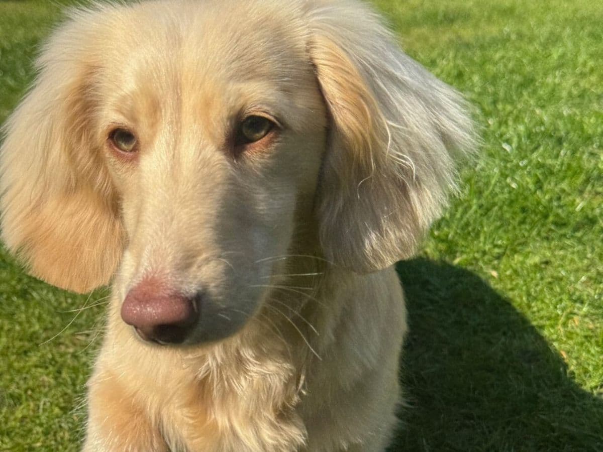 Miniature dachshund puppy survives sudden collapse after… – body