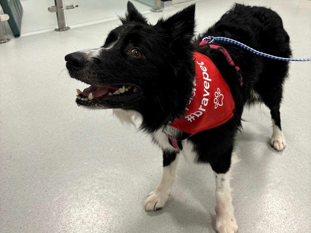 Bruce the collie’s remarkable recovery from rare tetanus – body