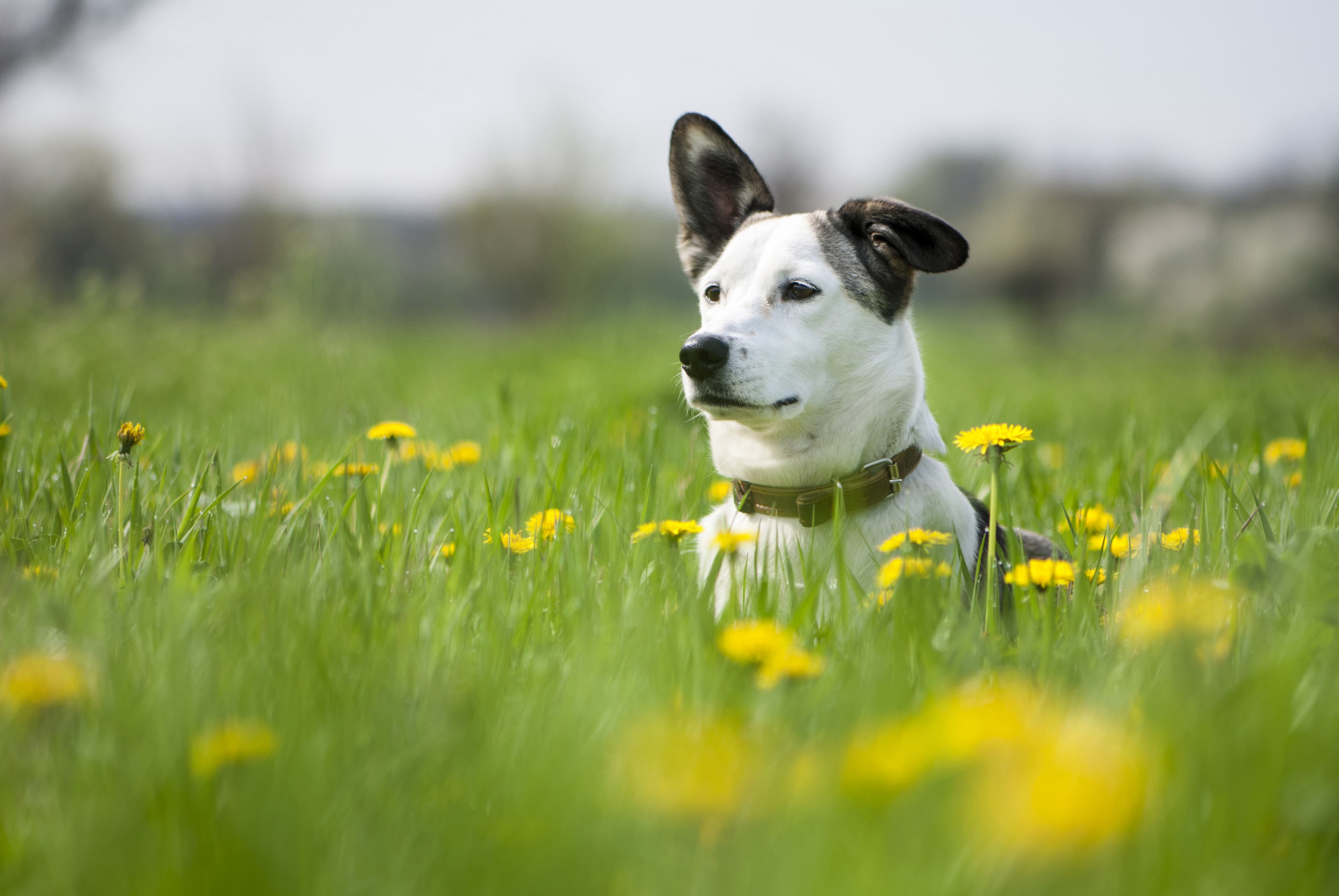 Dog in field