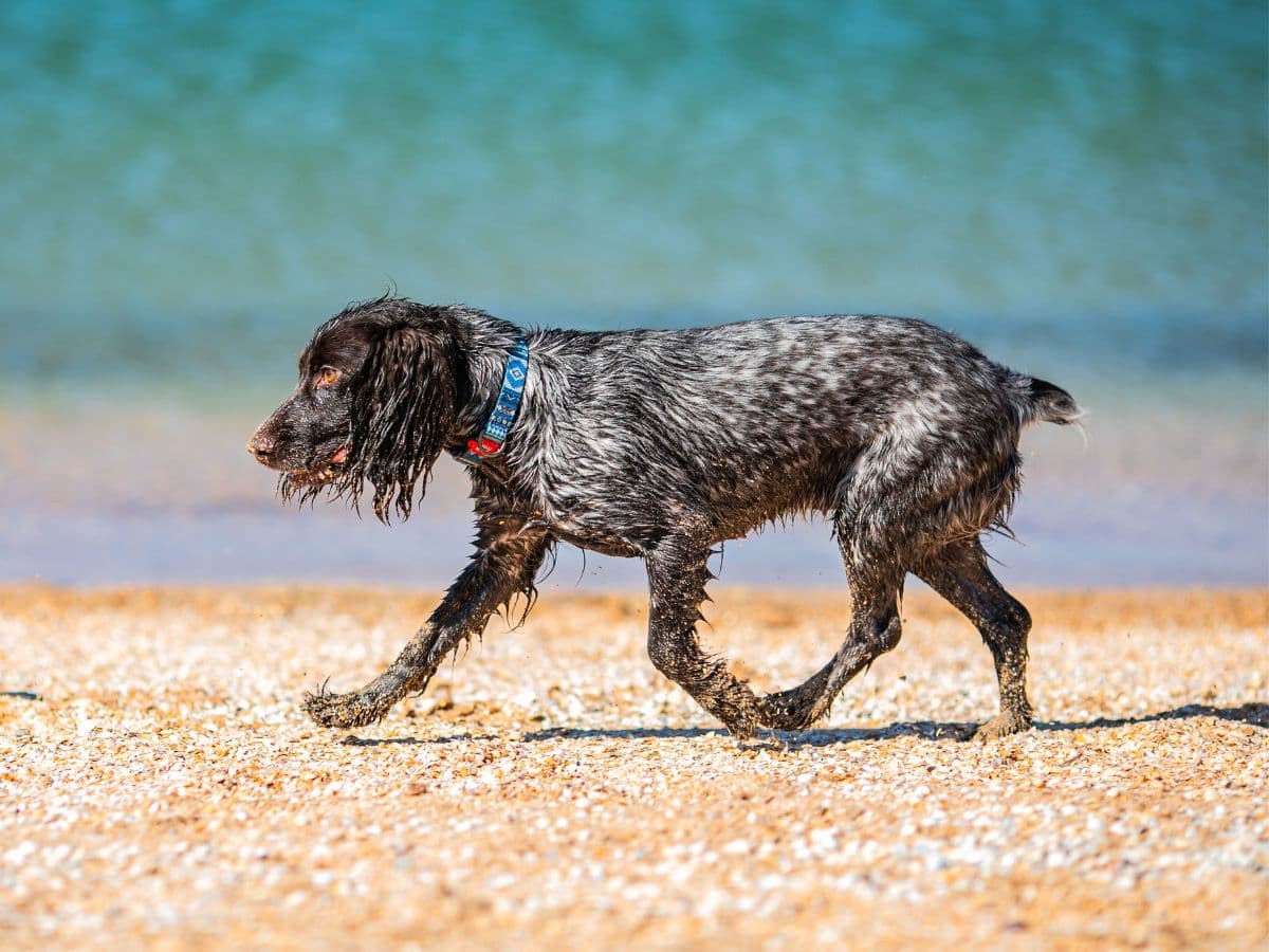 A black and grey cockerspaniel sniffing on a beach