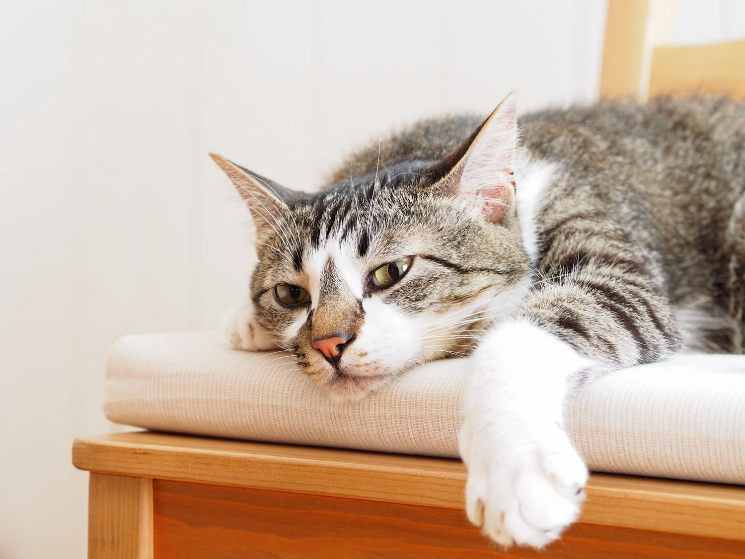 cat2 (kidney disease in cats)
