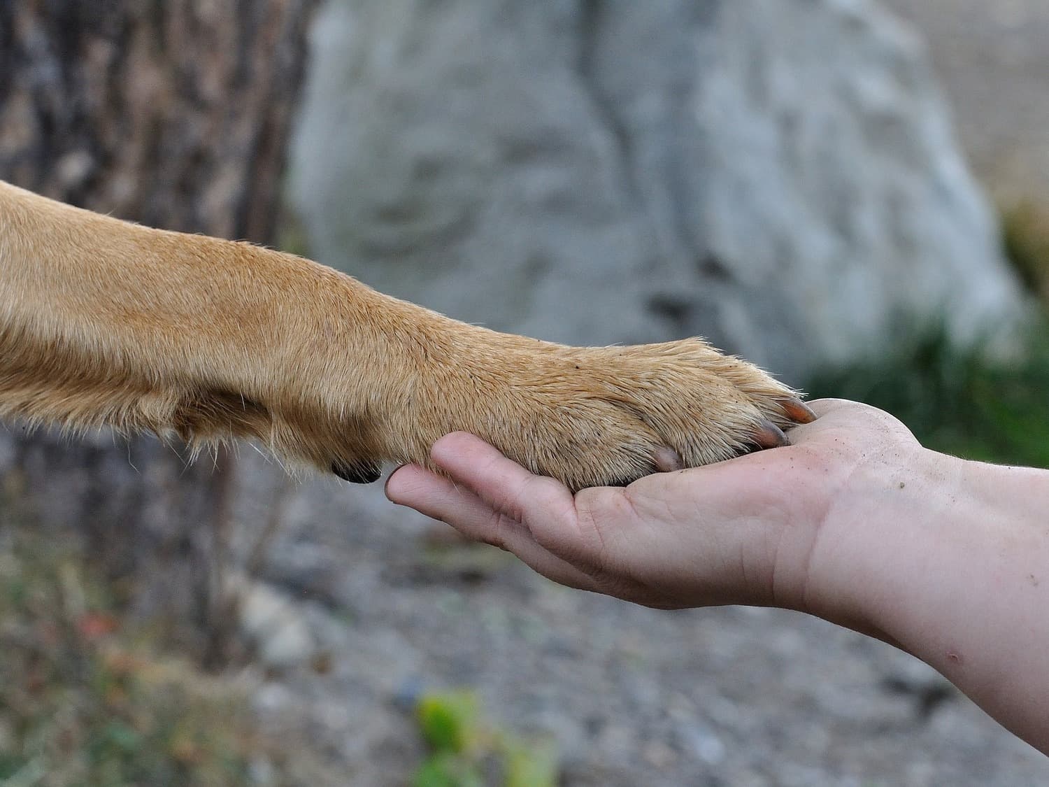 A dog’s paw resting in a person’s open hand