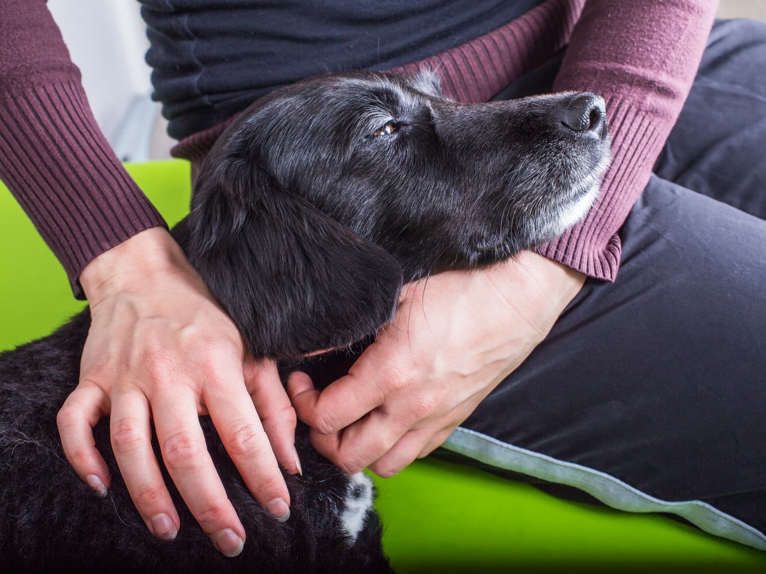 old-dog-with-dementia