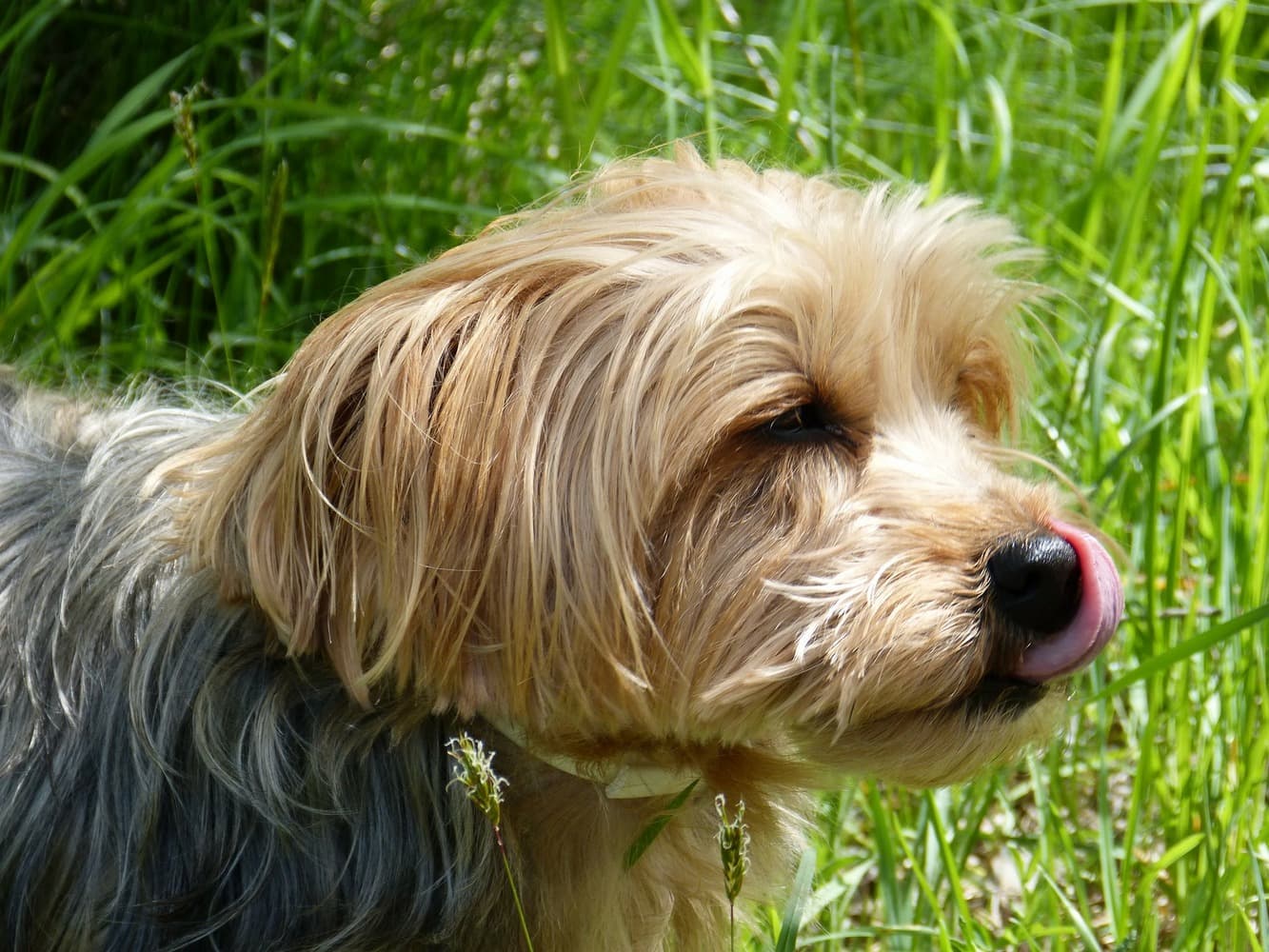 Can dogs eat grapes - yorkie