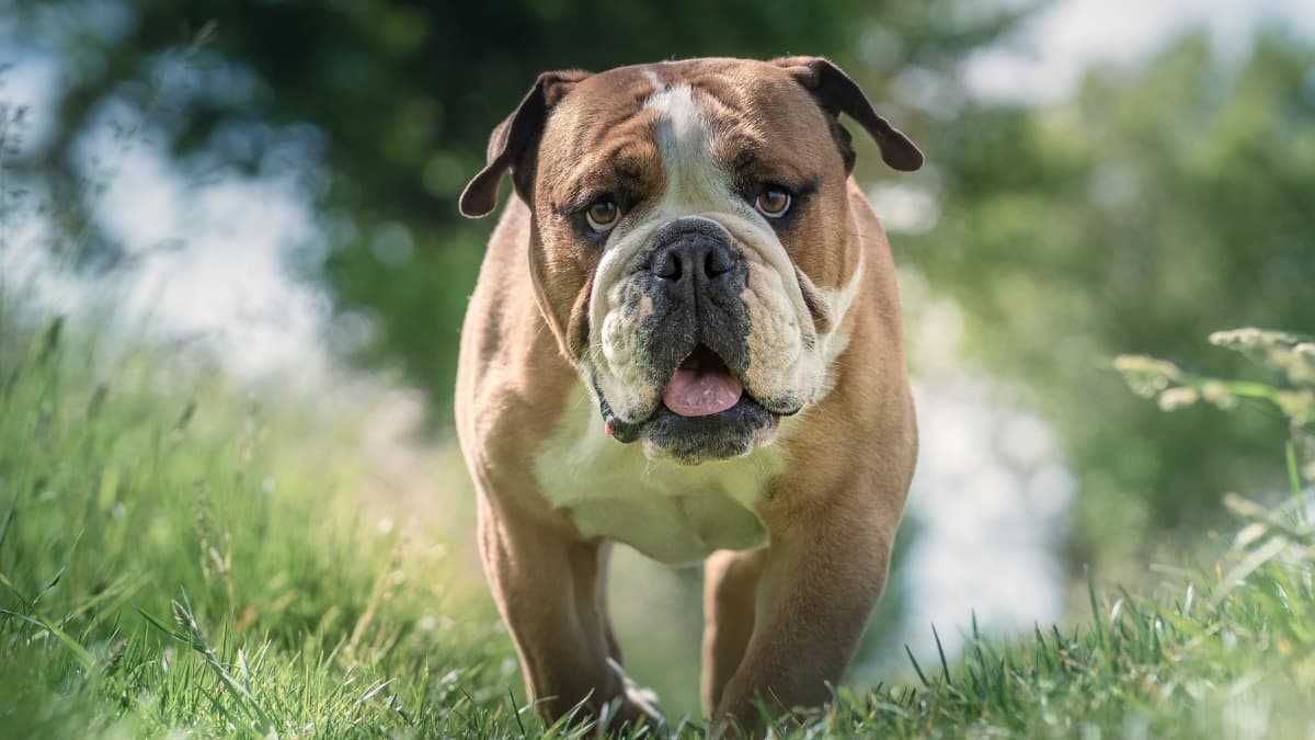 bulldog_walking