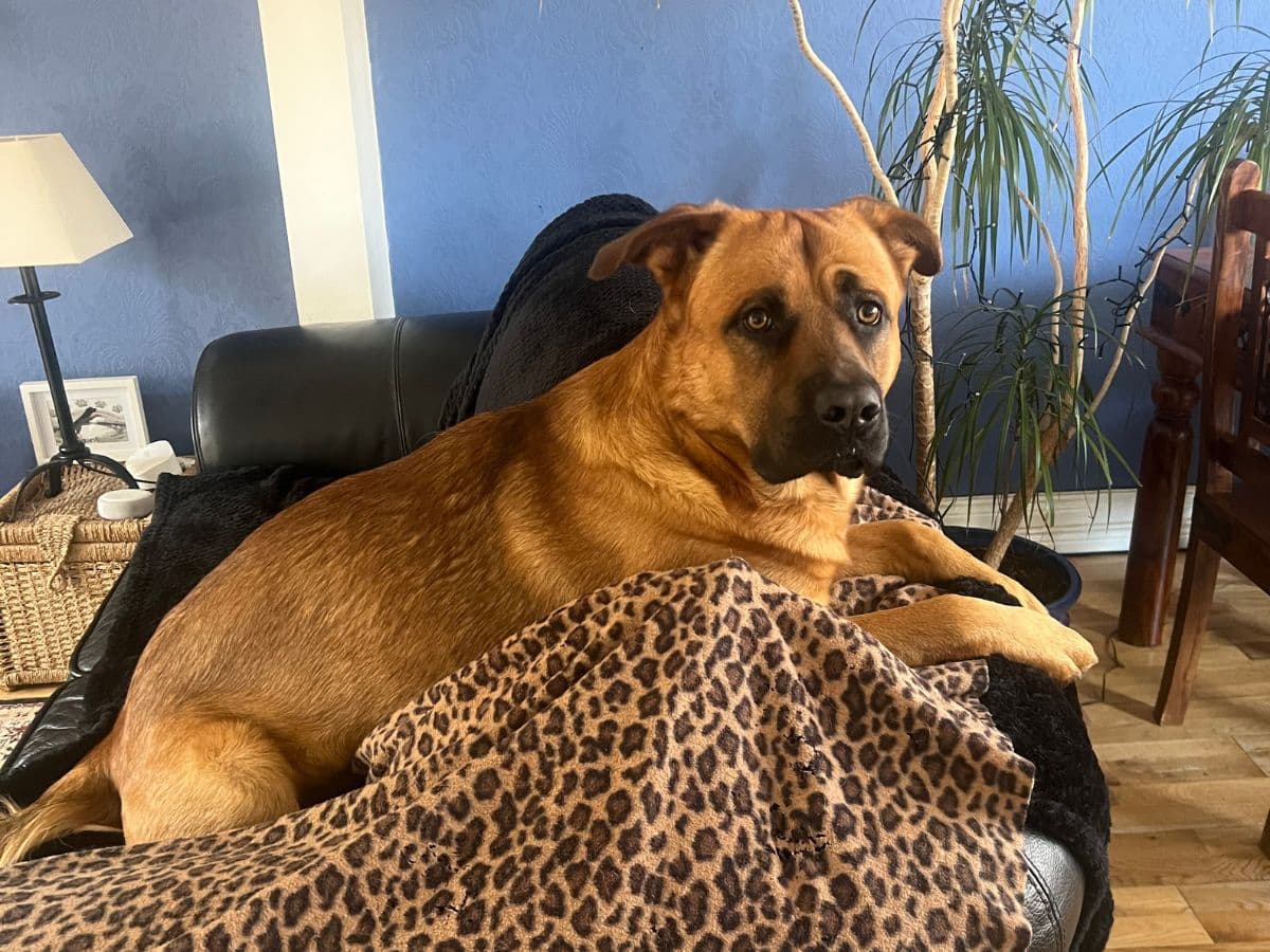 A Game of Fetch Turned into an Emergency After Puppy Gets… – body