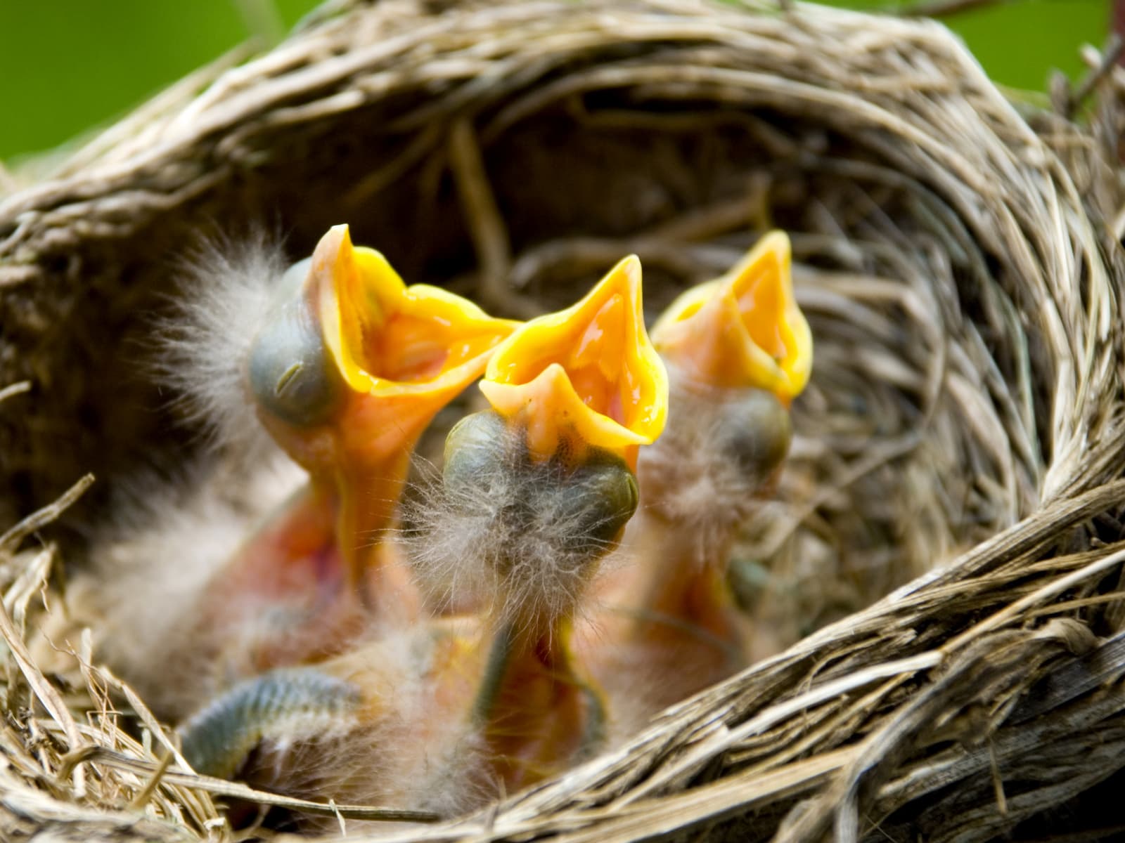 Three fluffy baby birds awaiting feeding