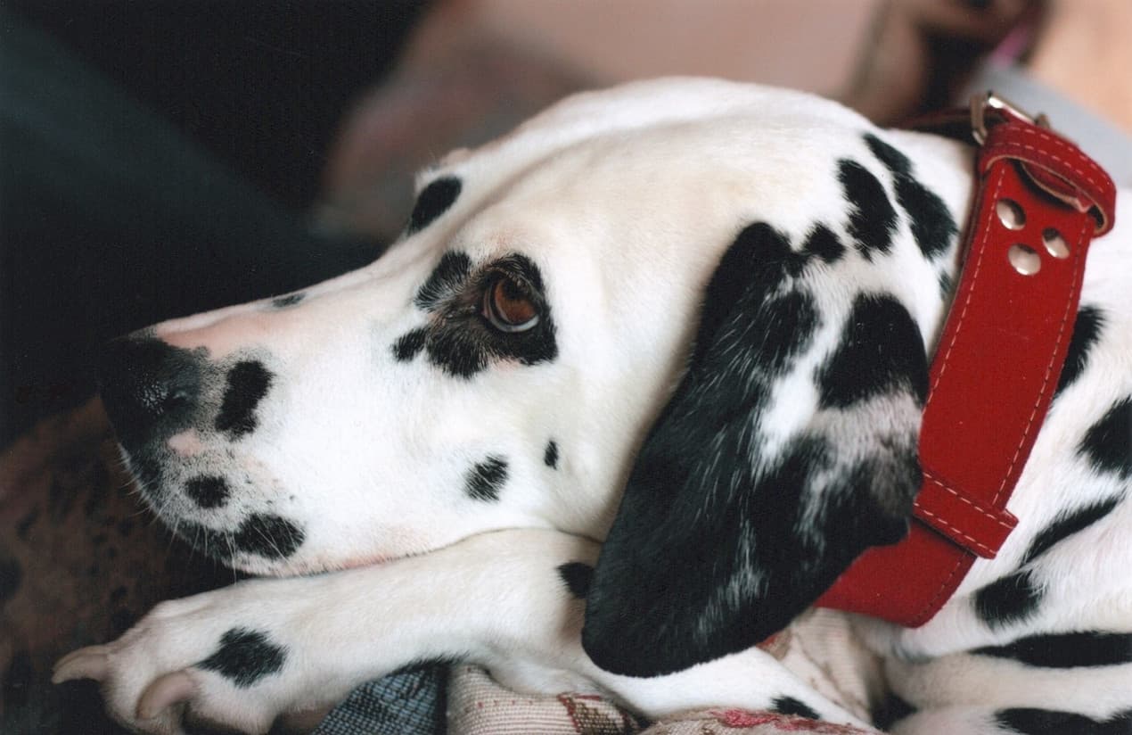 Dalmatian resting its head on its paws - hero crop