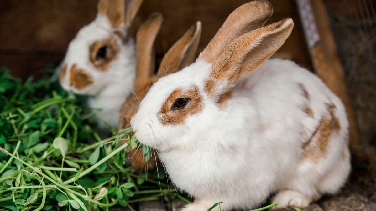 Two brown and white rabbits munching on fresh leafy greens