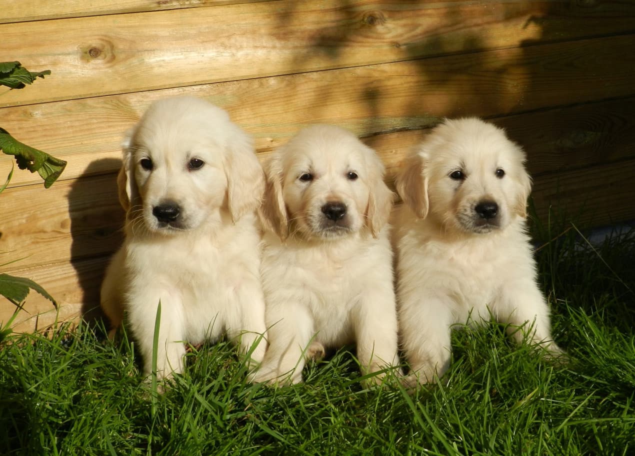 Dog and puppy vaccinations hero