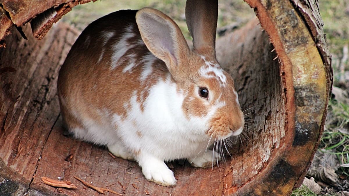 Brown and white rabbit resting inside a hollow tree log